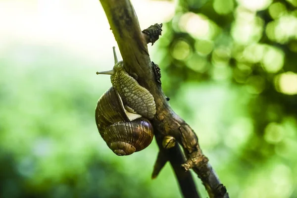 Siput Pohon Kebun Kedalaman Fokus Yang Pendek Latar Belakang Hijau — Stok Foto