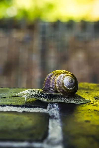 Slak Kruipen Bakstenen Muren Vinden Eten Regen — Stockfoto