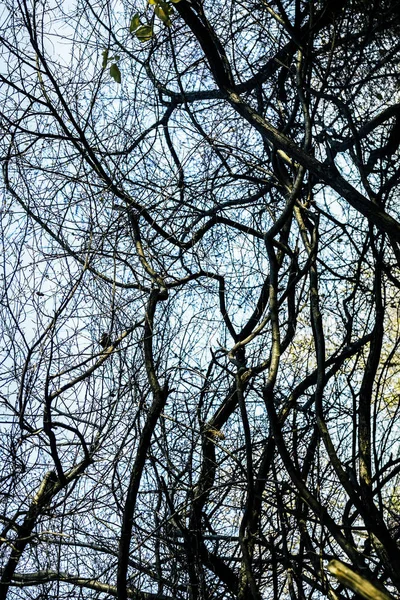 秋日无叶柏拉图树 蓝天背景上的树枝 — 图库照片