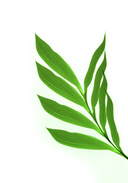Close Folhas Verdes Branco — Fotografia de Stock