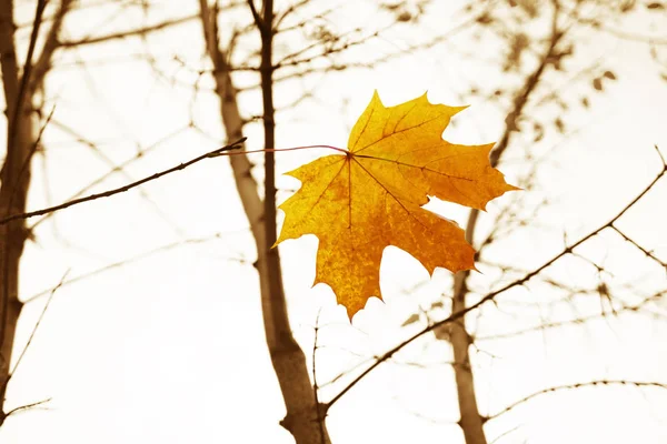 Helles Trockenes Blatt Auf Einem Zweig Herbstlandschaft — Stockfoto