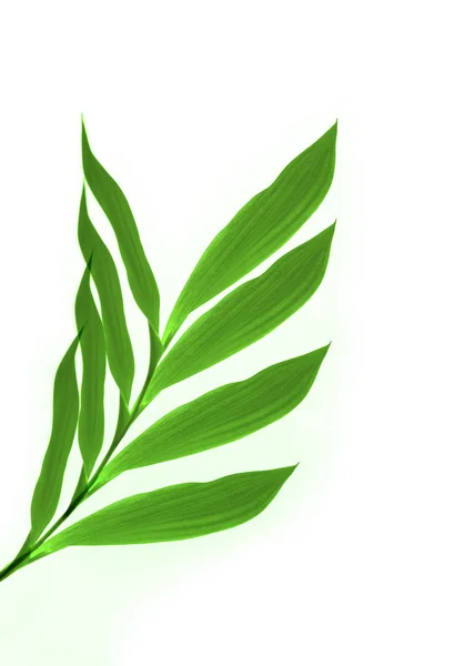 Zbliżenie Zielonych Liści Biało — Zdjęcie stockowe