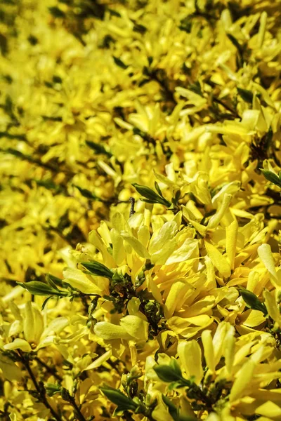 Fondo Forsythia Brunch Hermosa Floración Flores Amarillas Primavera —  Fotos de Stock