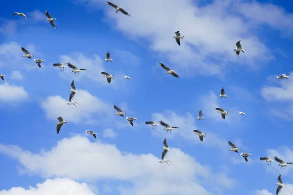 Una Bandada Pájaros Volando Contra Cielo Azul Con Nubes Despertar — Foto de Stock