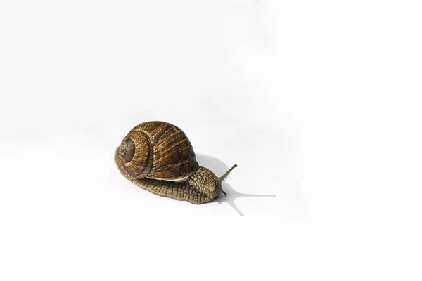 Escargot Jardin Isolé Sur Fond Blanc — Photo