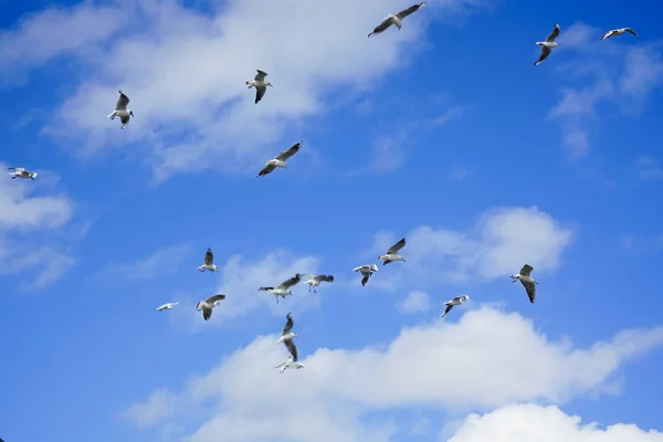 Una Bandada Pájaros Volando Contra Cielo Azul Con Nubes Despertar — Foto de Stock