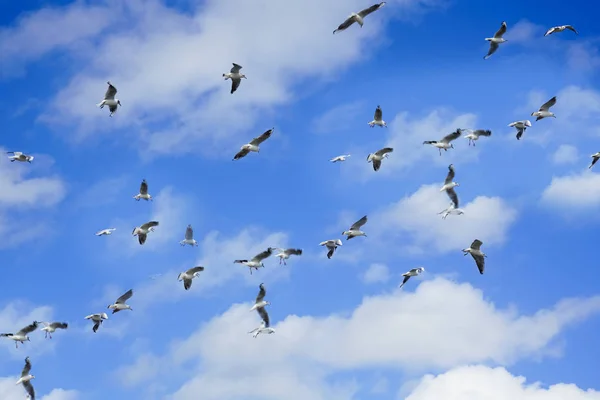 Una Bandada Pájaros Volando Contra Cielo Azul Con Nubes Despertar — Foto de Stock