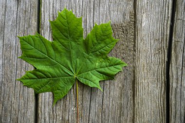 ahşap tahta üzerinde bir yaprak
