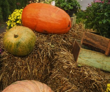 Büyük ahşap kutuların yanında ıslak samanların üzerinde büyük balkabakları.