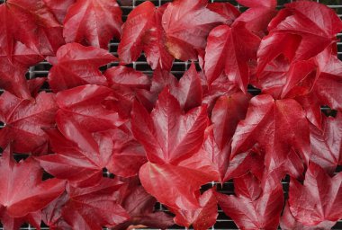 Metal kafes, arkaplan, doku üzerinde sonbahar yaprakları çerçevesi. 