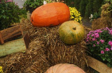 Büyük ahşap kutuların yanında ıslak samanların üzerinde büyük balkabakları.