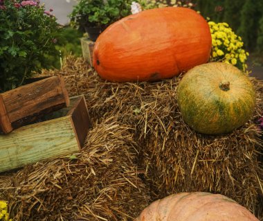 Büyük ahşap kutuların yanında ıslak samanların üzerinde büyük balkabakları.