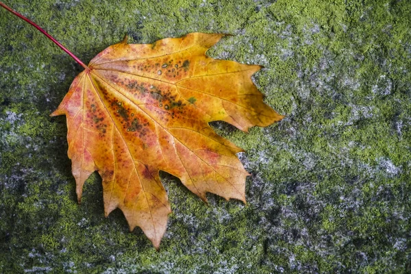 Een Herfst Rood Geel Esdoorn Blad Getextureerde Achtergrond Bedekt Met — Stockfoto