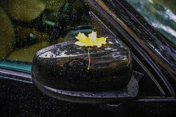 close up image. rearview mirror. Fragment of the right side of the black car, covered with wet adhered fallen leaf of maple and drops of rain autumn