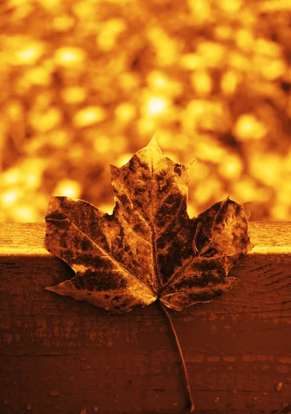 Herbst Park Blatt Nahaufnahme Vor Dem Hintergrund Einer Braunen Tafel — Stockfoto