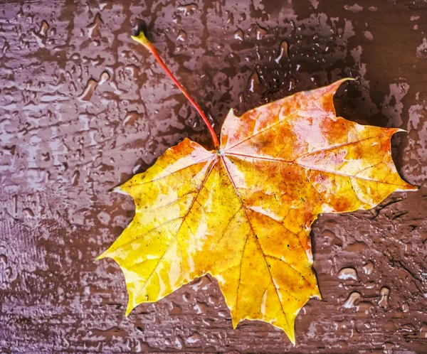 One Yellow Maple Leaf Wooden Background Empty Copy Space Rainy — Stock Photo, Image