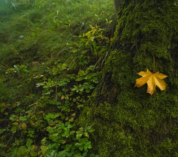 Uma Folha Vermelha Amarela Bordo Que Cai Musgo Verde Sob — Fotografia de Stock