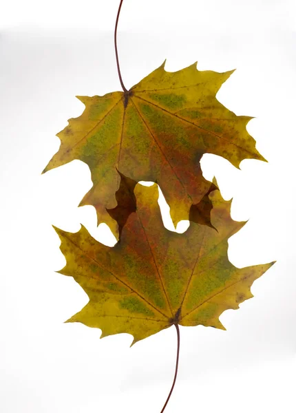 Two Colorful Maple Leaves Isolated White Background — Stockfoto