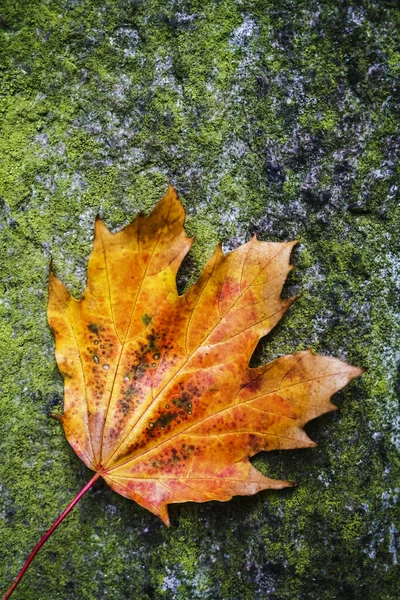 Una hoja de arce rojo y amarillo de otoño sobre el fondo texturizado — Foto de Stock