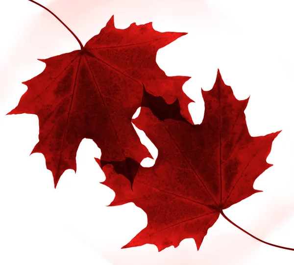 Two Red Colorful Maple Leaves Isolated White Background — ストック写真