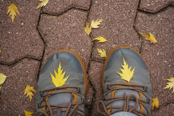 gray rubber shoes on fallen autumn leaves. top view.