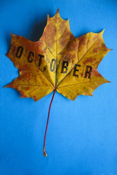 Een Geel Rood Esdoornblad Blauwe Papieren Ondergrond Woord Maand Oktober — Stockfoto