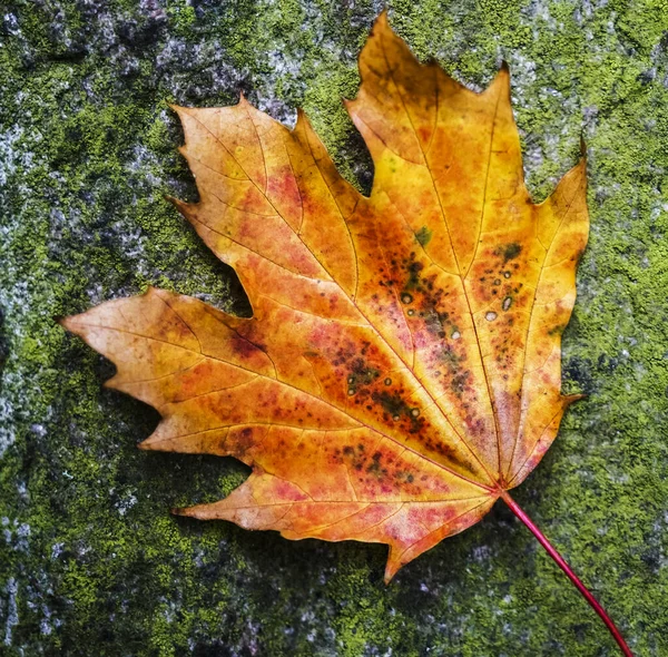 Een herfst rood en geel esdoorn blad op de getextureerde achtergrond — Stockfoto