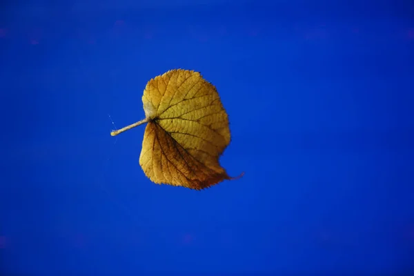 Один Желтый Лист Синем Деревянном Фоне Осень Осенний Фон — стоковое фото