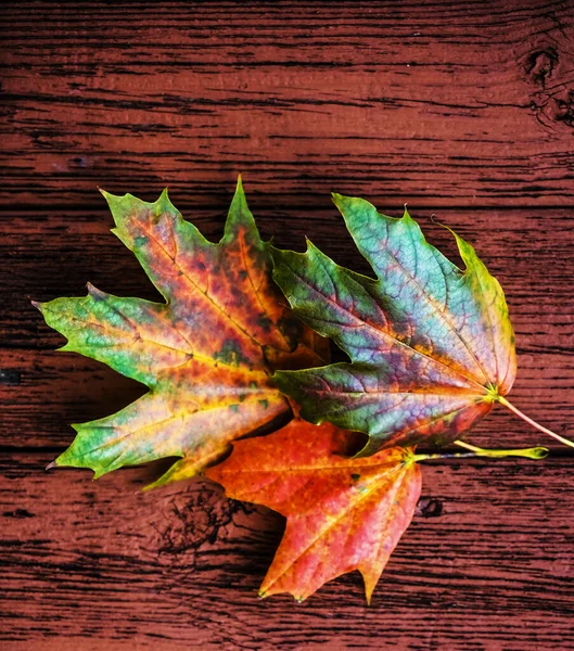 Tres Hojas Otoño Viejas Tablas Marrones Madera Con Pintura Pelada — Foto de Stock