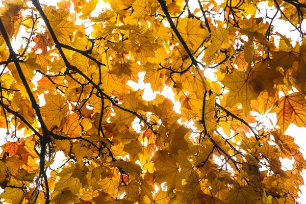 Желтые Кленовые Листья Мелком Фоновом Фоне Первые Весенние Листья Солнце — стоковое фото