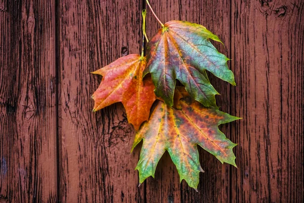 Três Folhas Outono Tábuas Marrons Madeira Velhas Com Pintura Descascamento — Fotografia de Stock