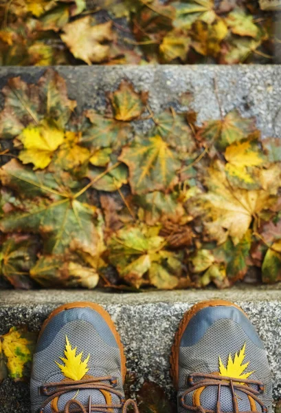 Zapatos Las Zapatillas Grises Hojas Caídas Del Otoño —  Fotos de Stock