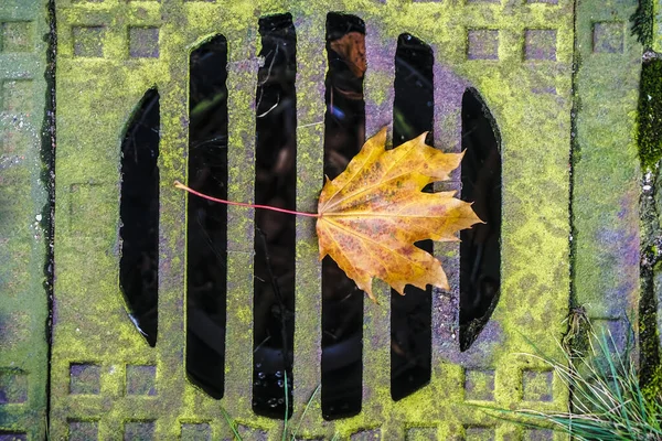 Wasserabfluss Mit Blatt Verstopft Abtropfen Lassen Herbstputz Park Kanalschacht Auf — Stockfoto