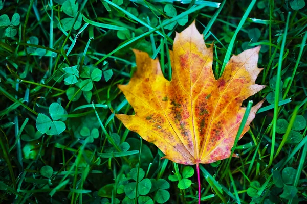 Close Mooie Een Gele Gevallen Esdoorn Blad Geïsoleerd Groen Gras — Stockfoto