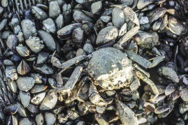 Dev Çamur Yengeçleri (Scylla serrata) Kara Yengeç, Mangrove Yengeci, Tırtıklı Çamur Yengeci olarak da bilinir.. 