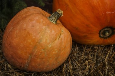 İki turuncu büyük balkabağı saman kırsal tasarım arka planına yakın çekim