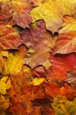 Orman zeminindeki renkli sonbahar yapraklarının arka planı. Sonbahar sezonu.