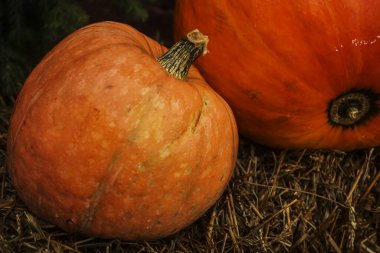 İki turuncu büyük balkabağı saman kırsal tasarım arka planına yakın çekim