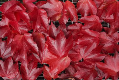 Metal kafes, arkaplan, doku üzerinde sonbahar yaprakları.