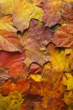 Orman zeminindeki renkli sonbahar yapraklarının arka planı. Sonbahar sezonu.