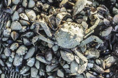 Dev Çamur Yengeçleri (Scylla serrata) Kara Yengeç, Mangrove Yengeci, Tırtıklı Çamur Yengeci olarak da bilinir.. 