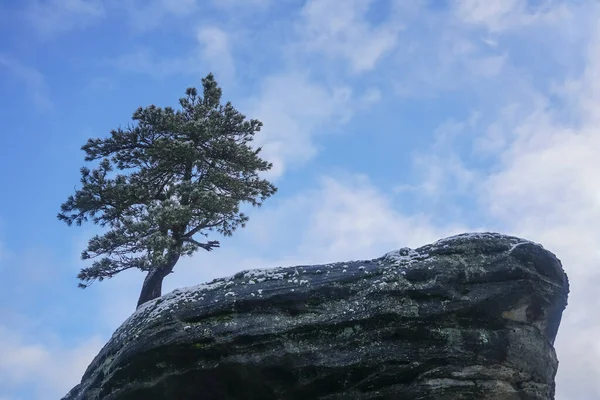 Träd Klippan Berg Natur — Stockfoto