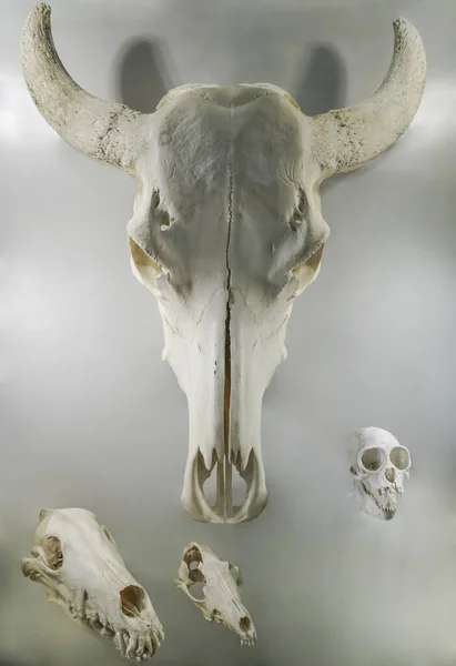 Crânio Bisonte Europeu Troféu Caça Isolado Sobre Fundo Branco Bison — Fotografia de Stock