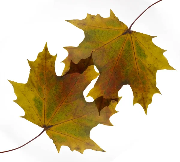 Deux Feuilles Érable Jaunes Colorées Isolées Sur Fond Blanc — Photo