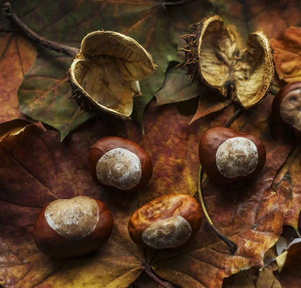 Autunno Sfondo Composizione Castagne Secche Cadute Sulle Foglie — Foto Stock