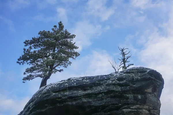 Arbre Sur Rocher Montagne Nature — Photo