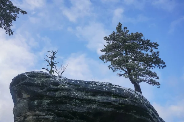 Arbre Sur Rocher Montagne Nature — Photo