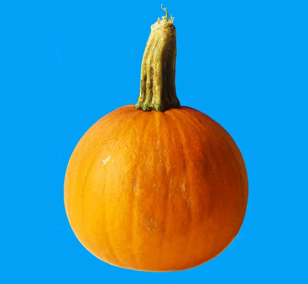 Orange Pumpa Blå Bakgrund Hel Grönsak — Stockfoto