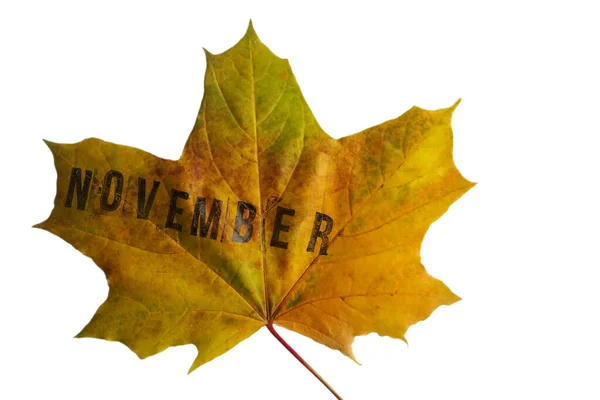 Gelbes Blatt Isoliert Auf Weißem Hintergrund Wort Monat November Auf — Stockfoto