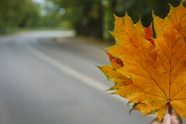 curved asphalt road in the forest in October. many yellow maple leaves on background of way.